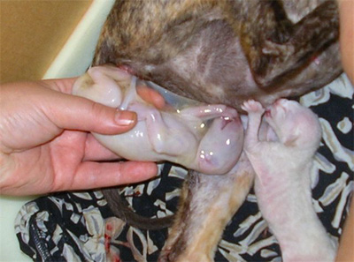 Роды у кошки, помощь при родах - 14 Июня 2012 - Ветеринарный кабинет  Авиценна